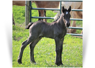 ~Northern Lights Guar-Roan-Teed Chrome~'20 Homozygous Roan Colt by Celt - MO